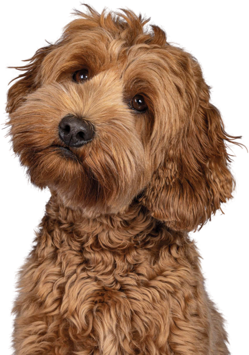A happy labradoodle waiting for a wash
